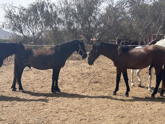 Opinión de Estefanía sobre Paseo a caballo Fuerteventura de iniciación 1 hora
