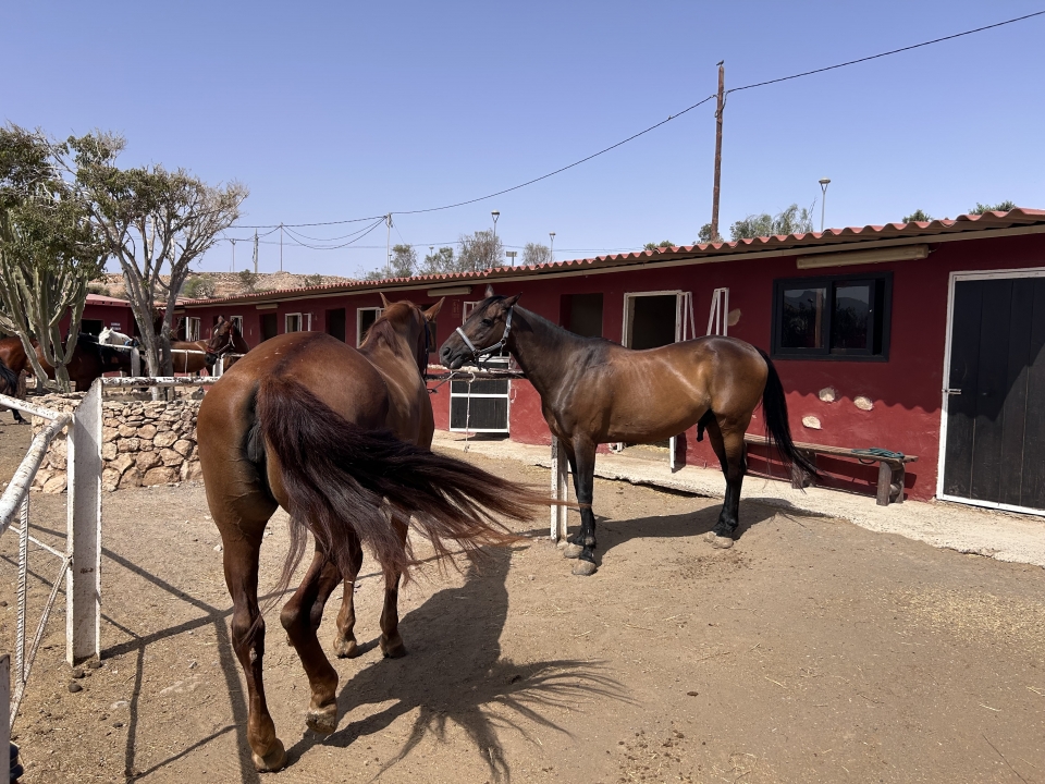 res_o-64715-rutas-a-caballo_de_davinia-rebeca-santana-perez_17511230221692.jpeg