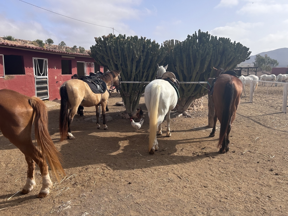 res_o-64715-rutas-a-caballo_de_davinia-rebeca-santana-perez_17511230293697.jpeg