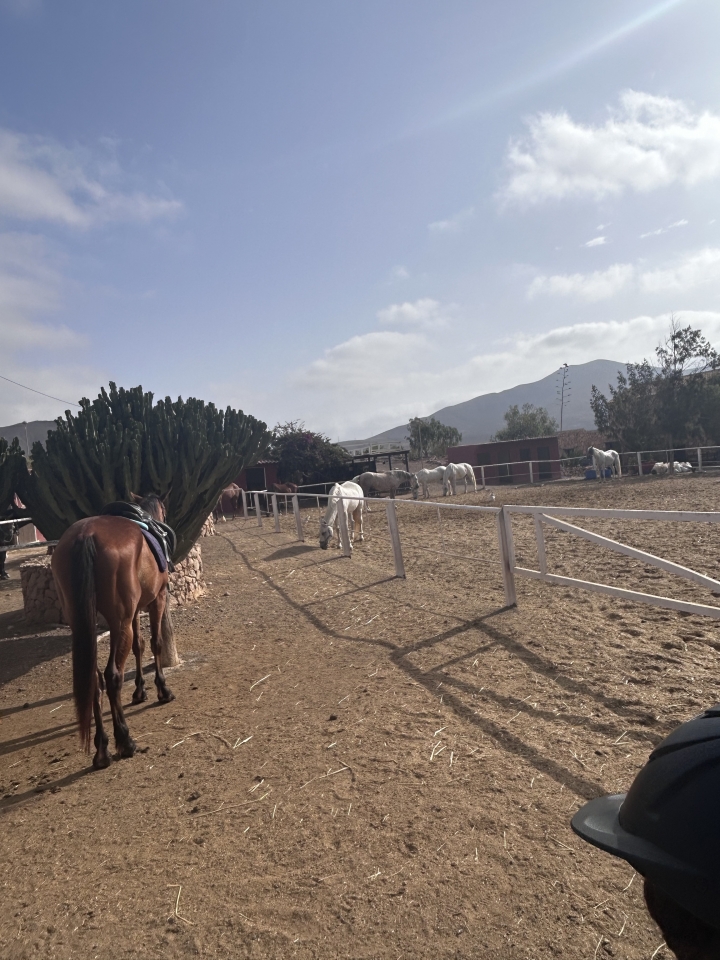 res_o-64715-rutas-a-caballo_de_davinia-rebeca-santana-perez_17511230375058.jpeg