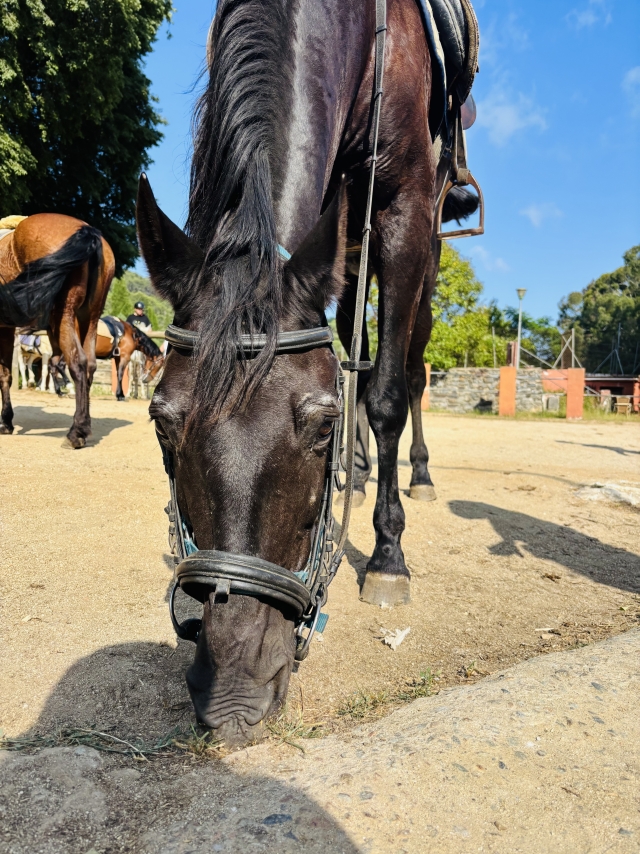 Opinión de Meritxell sobre Paseo a caballo en Santa Susanna 90 minutos Adulto
