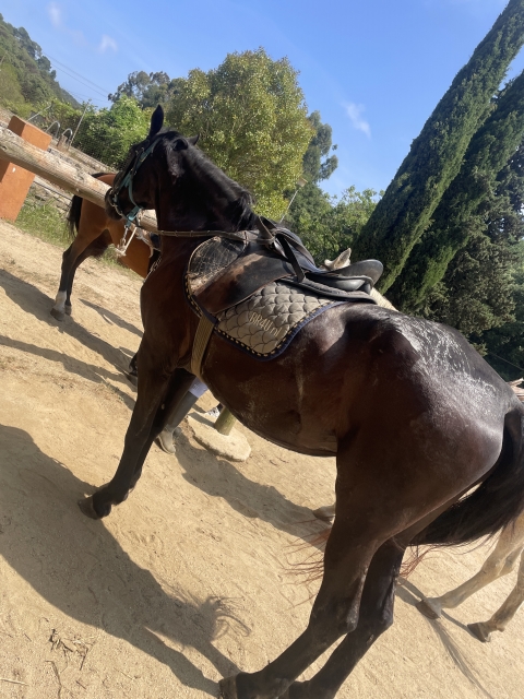 Opinión de Caren sobre Paseo a caballo en Santa Susanna 90 minutos Adulto