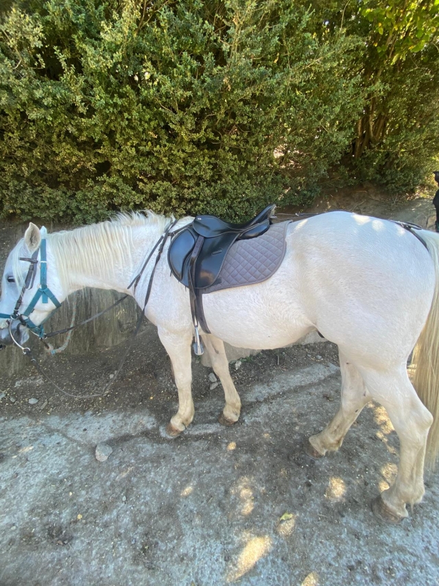 Opinión de Isaak sobre Excursión a caballo por La Massana, 1 hora