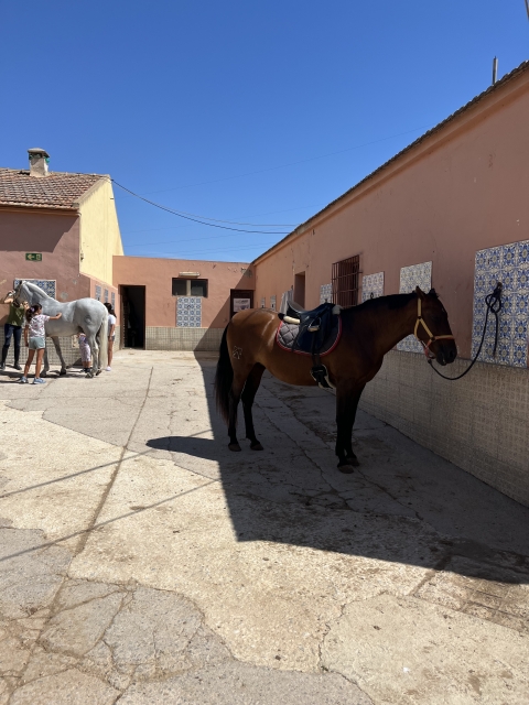 Opinión de Philip sobre Paseo a caballo en Cartagena con fotos y vídeo 1 h