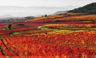 Apit La Rioja