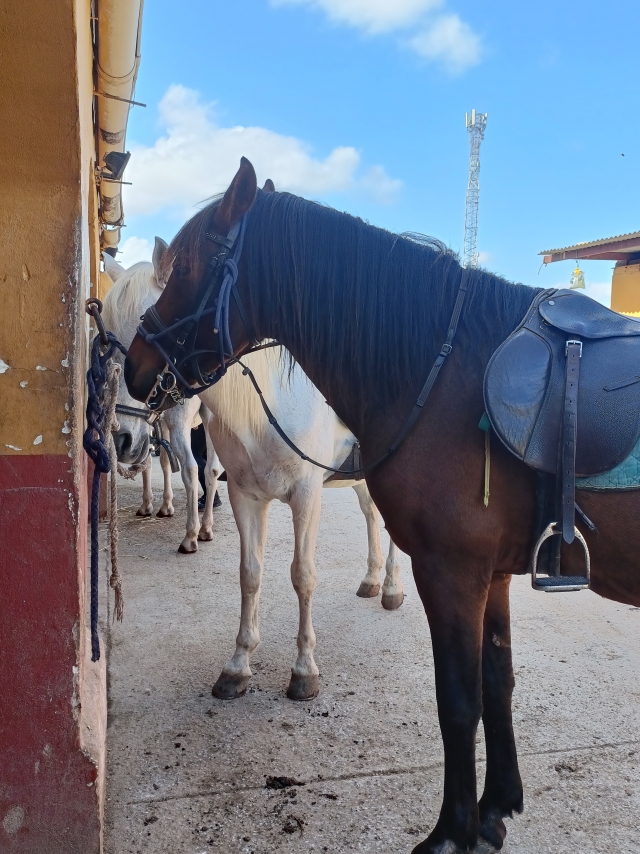 Opinión de Esther sobre Excursión de 1 hora a caballo por la Costa Blanca
