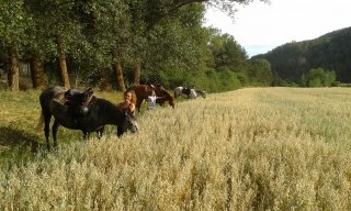 Caballos Albarracín
