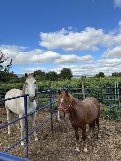 Opinión de Anna sobre Salida a caballo parejas embalse la Grajera 2h