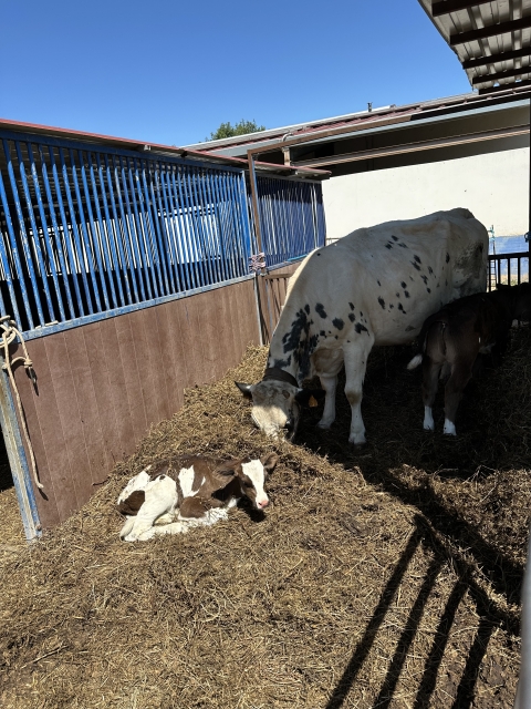 Opinión de Laurance sobre Salida a caballo parejas embalse la Grajera 2h