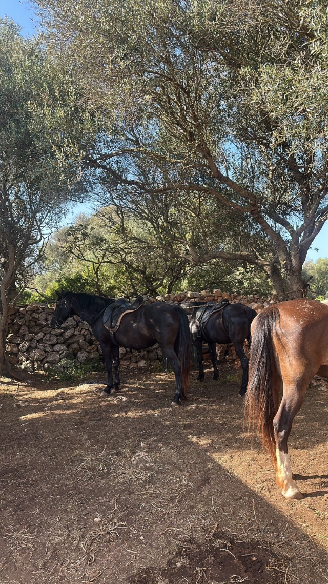 Opinión de GRECO sobre Excursión a caballo por Camí de Cavalls, 1 hora