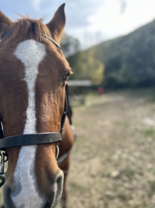 res_o-63509-rutas-a-caballo_de_celia-romero_17308358268957.jpeg