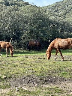 res_o-63509-rutas-a-caballo_de_celia-romero_1730835834695.jpeg