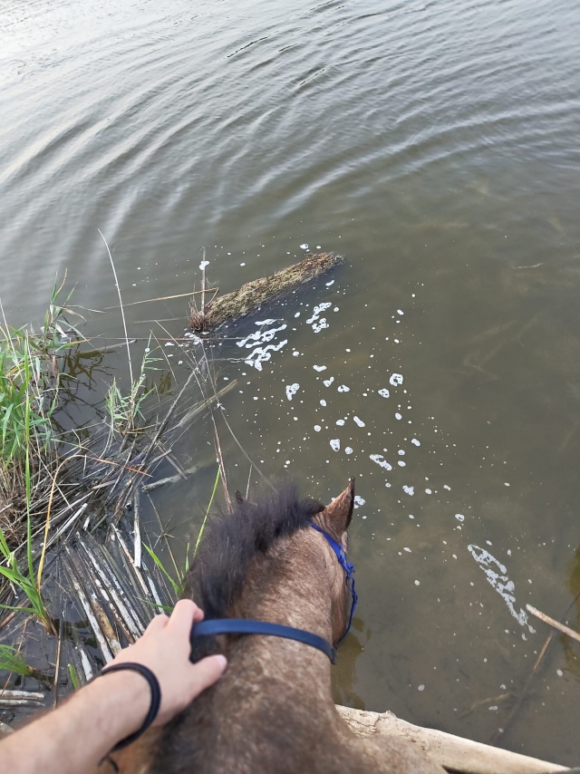 Opinión de David sobre Paseo a caballo por la playa de Xeraco, 2 horas