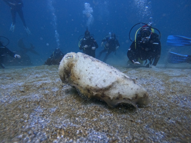 Descubriendo los secretos del fondo marino