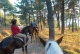 Cabalgatas Madrid