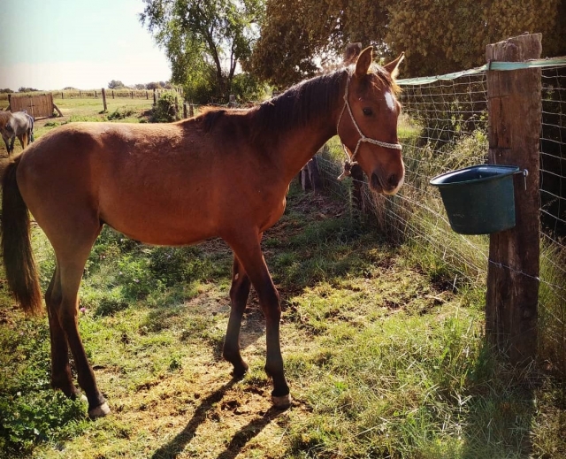 Caballos en nuestra hípica