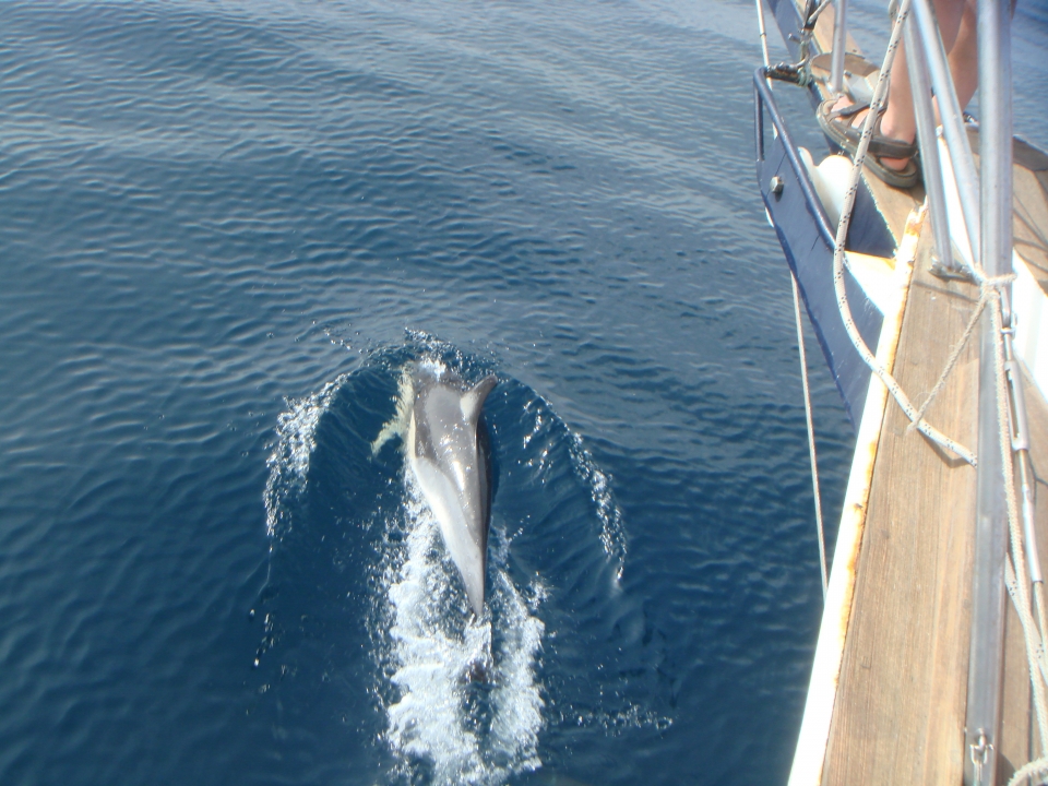 Avistamiento de delfines en Estepona