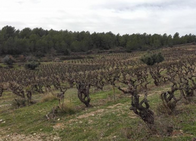 Los vinedos