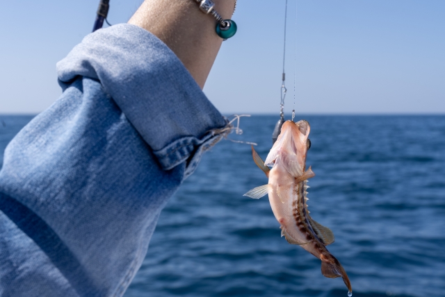 Pesca en palamos