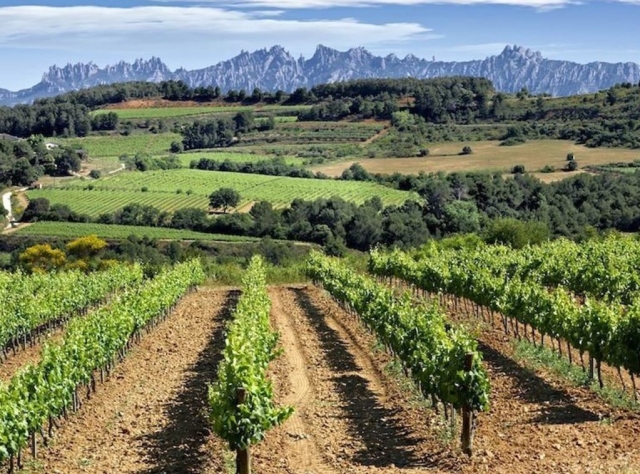 Experiencia Penedes