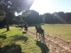 Cabalgatas El Rocio