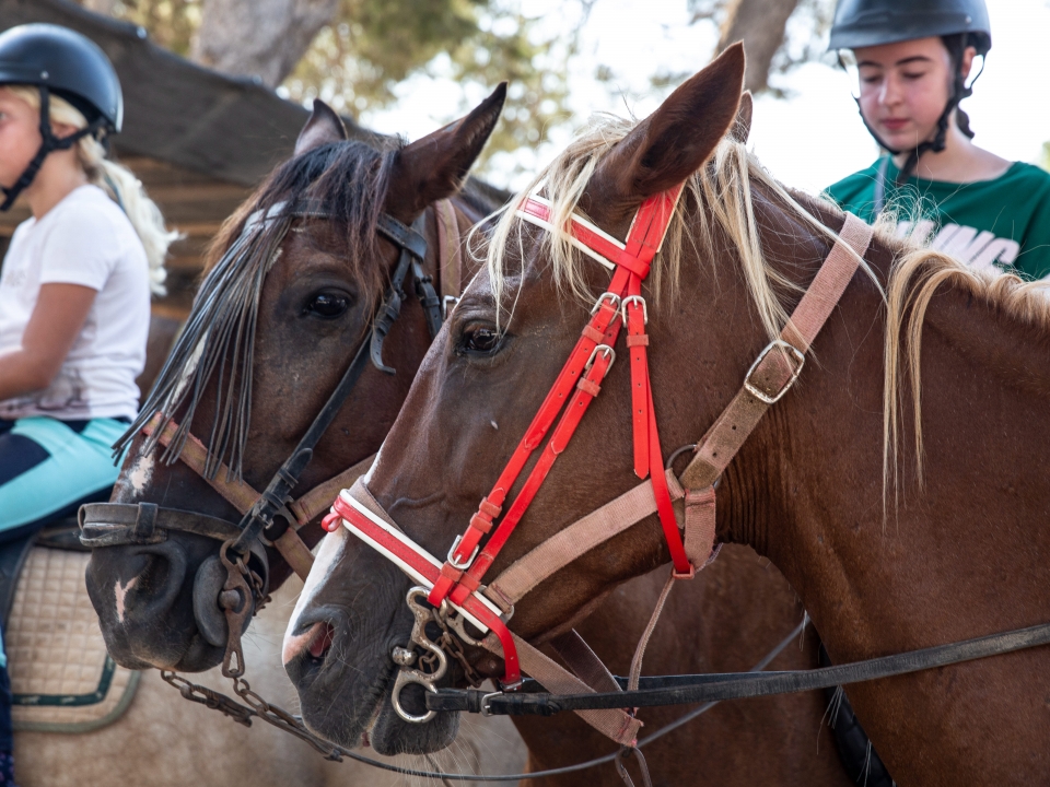 Subir a caballo en Mallorca Subir a caballo en Mallorca