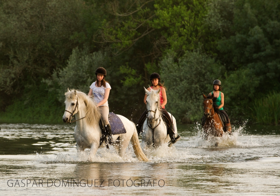 Los caballos regresando de la isla Los caballos regresando de la isla