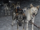 Mushing Andorra