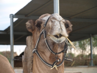 Visita granja camellos 2 adultos + niño Pechina 2h