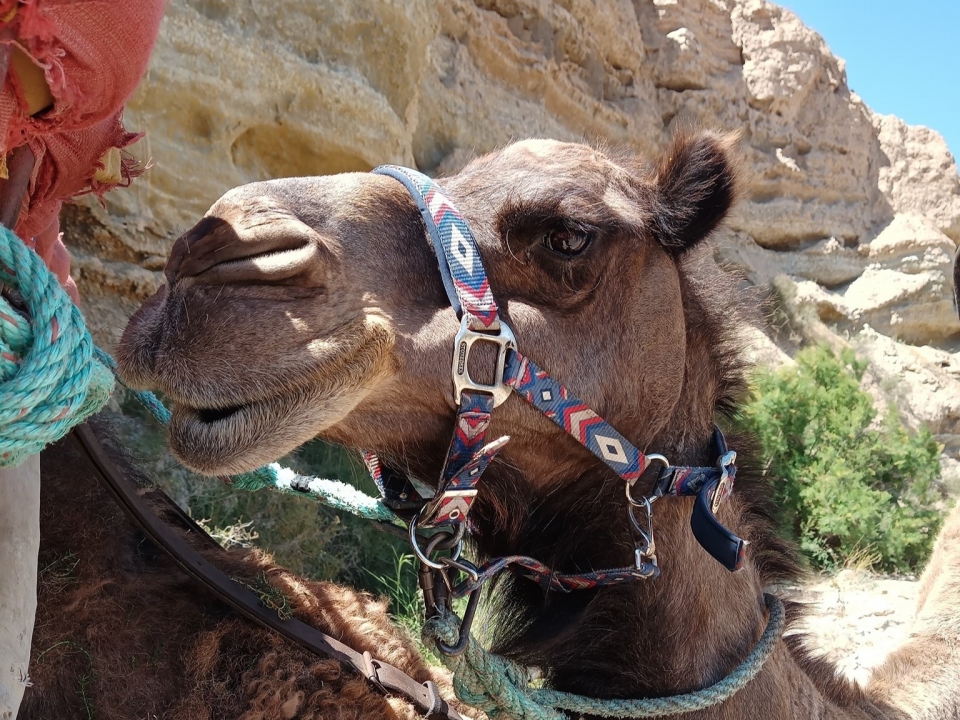 Experiencia con camellos en Almería Experiencia con camellos en Almería