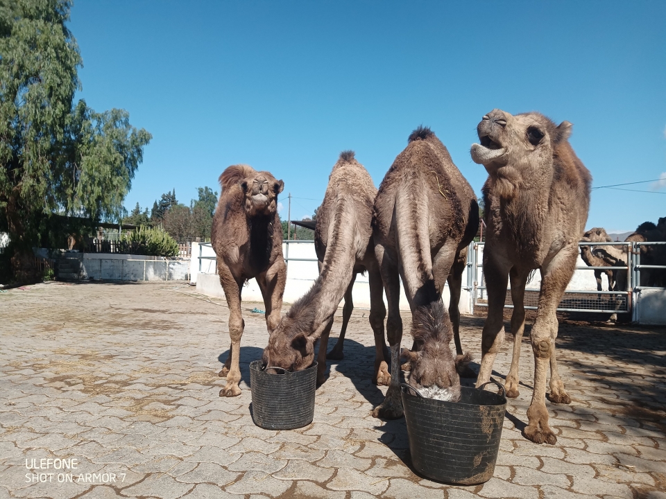 Completa experiencia con camellos en Pechina Completa experiencia con camellos en Pechina