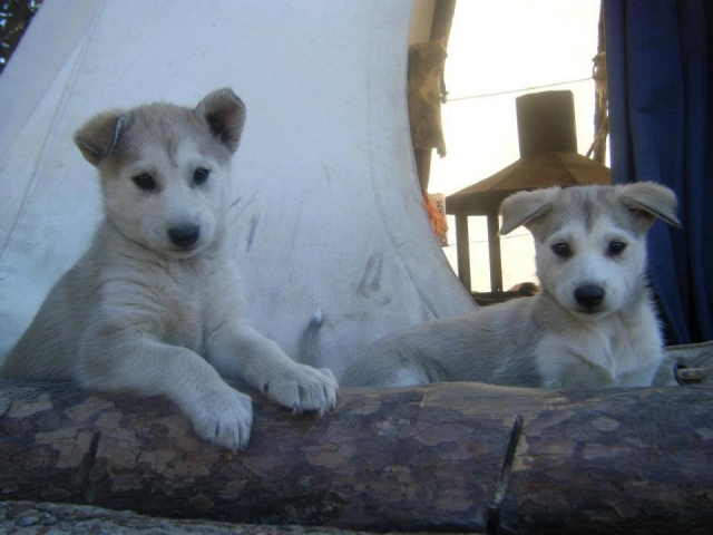 Nuestros cachorros