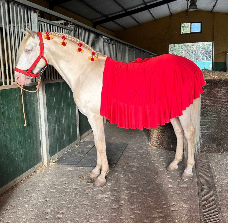 Caballo en los establos