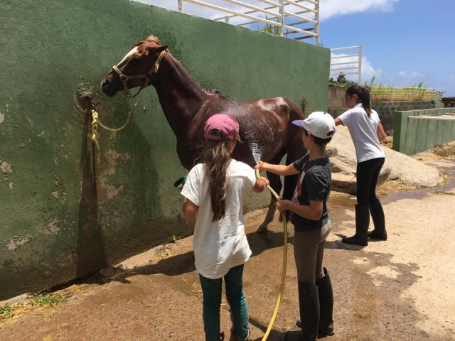 Aseando al caballo