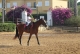 Cabalgatas Chiclana De La Frontera