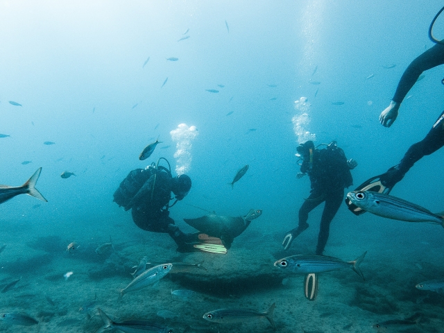 Curso PADI Scuba Diver en Tenerife, 1-2 días