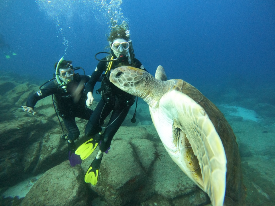 Discover Scuba junto a tortugas Discover Scuba junto a tortugas