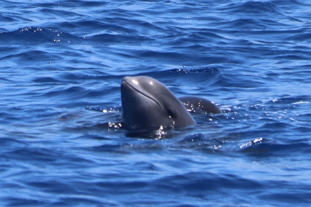 Avistamiento cetáceos VIP+snorkel Puerto Colón, 2h