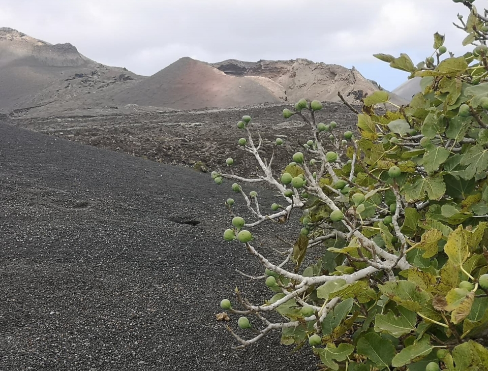 Explora los terrenos volcánicos de Lanzarote