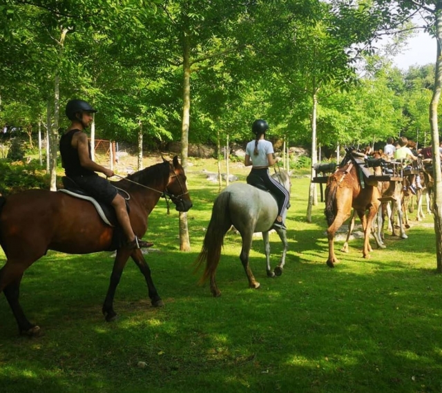 Caballos y dromedarios juntos en una excursion