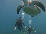 Bautismo de buceo entre tortugas Puerto Colón, 3h