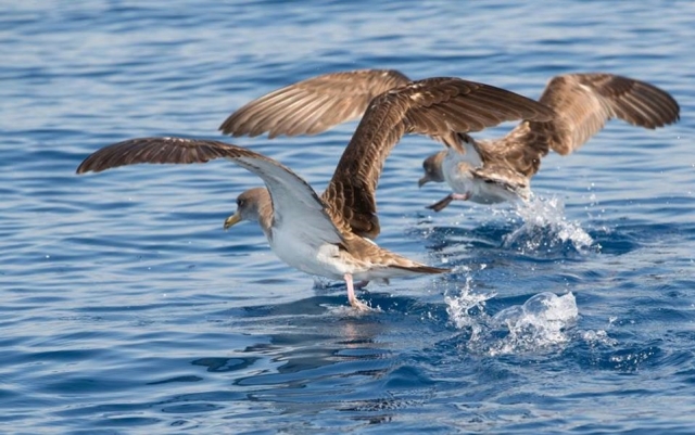 aves acuáticas en tarifa