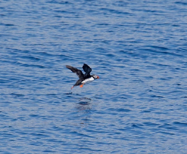 Frailecillo en el Estrecho de Gibraltar