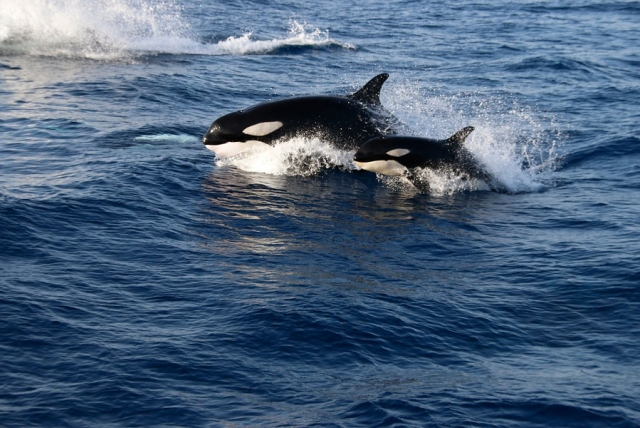 orcas en el estrecho de Gibraltar