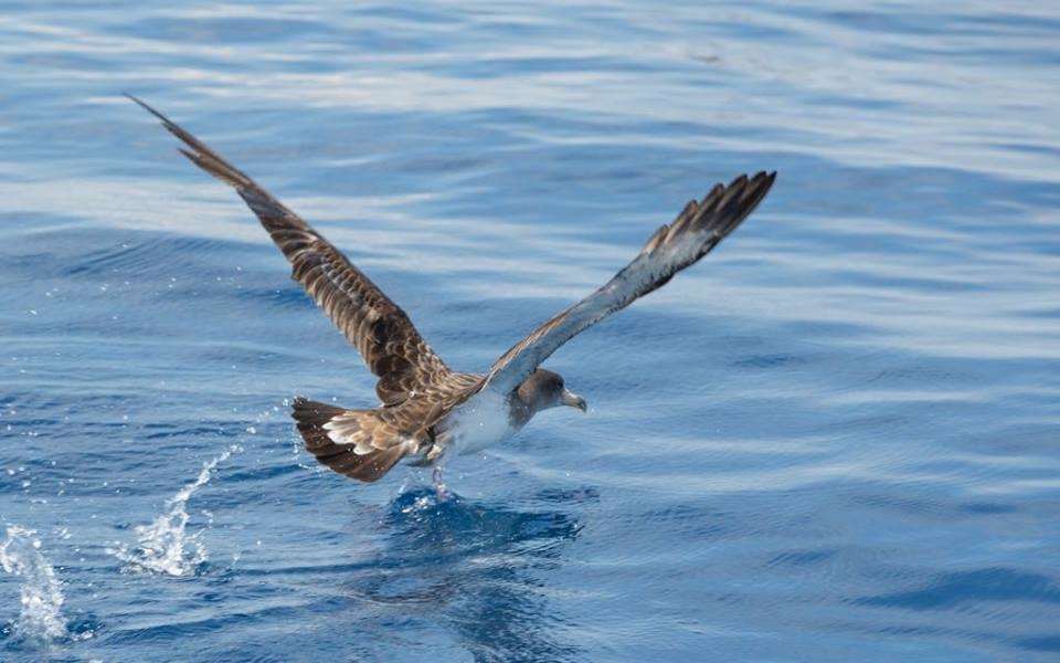 descubre las aves que migran en el estrecho