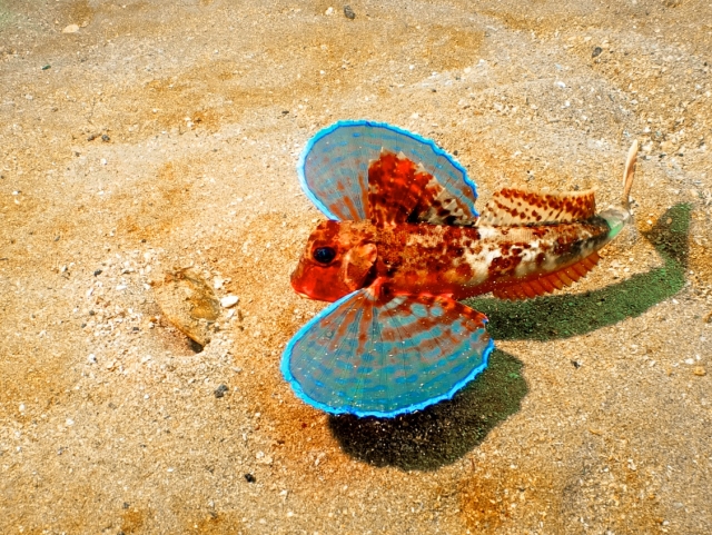 Salida de buceo por Costa del Sol