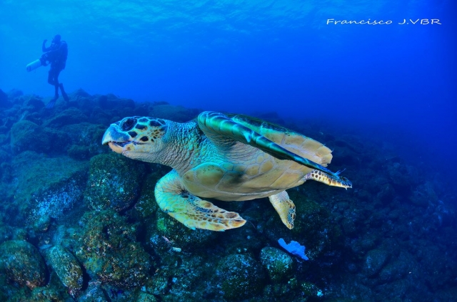 Tortuga