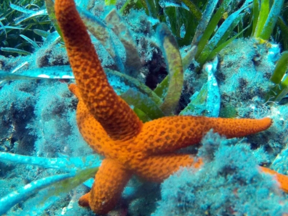 Conoce la flora durante la experiencia de snorkel Conoce la flora durante la experiencia de snorkel