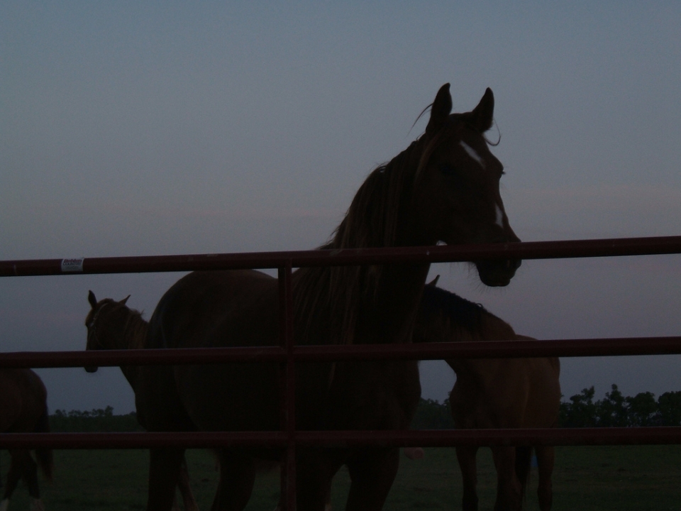 Caballos por la noche Caballos por la noche