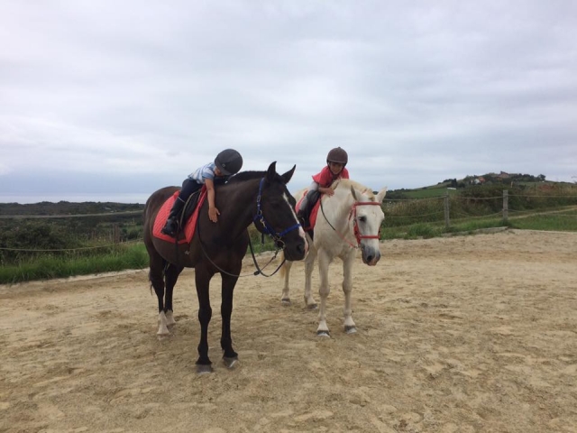 Variedad de colores de caballos